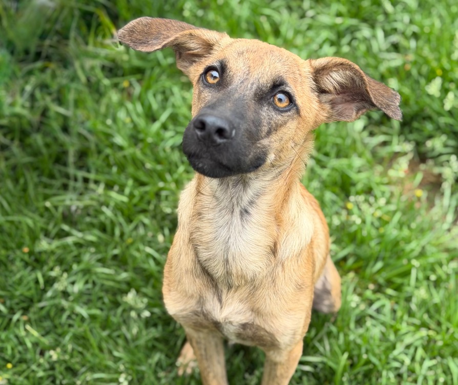 Animal à l'adoption