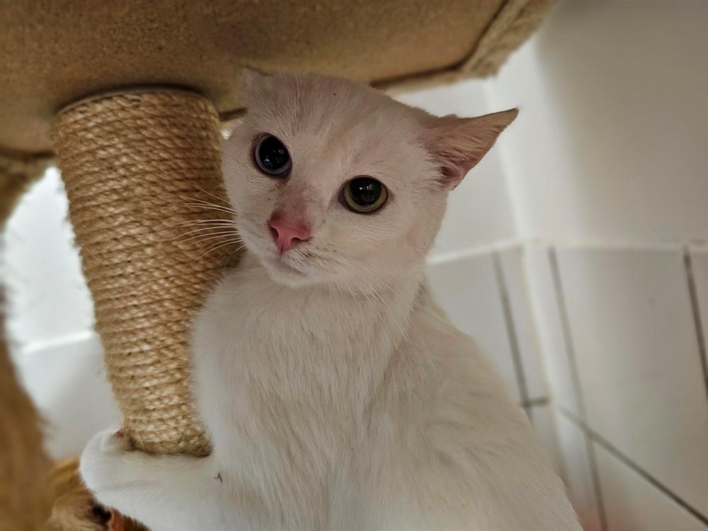 Animal à l'adoption