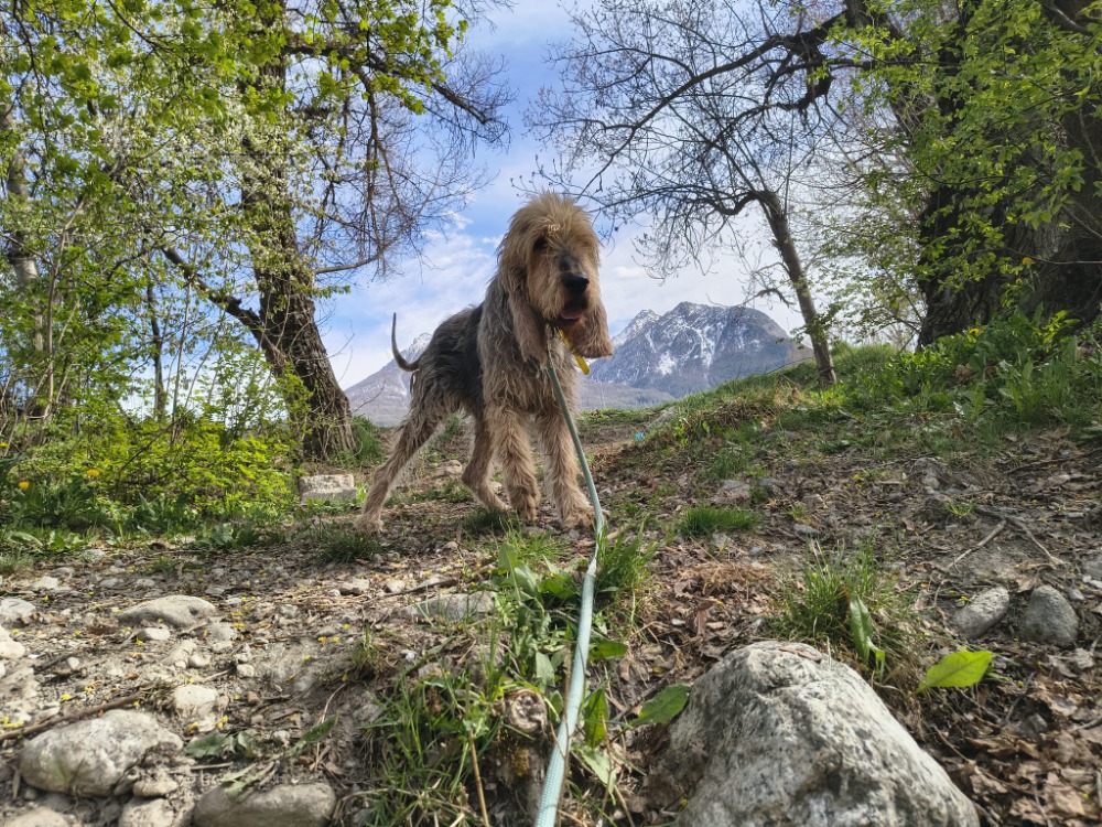 Basil