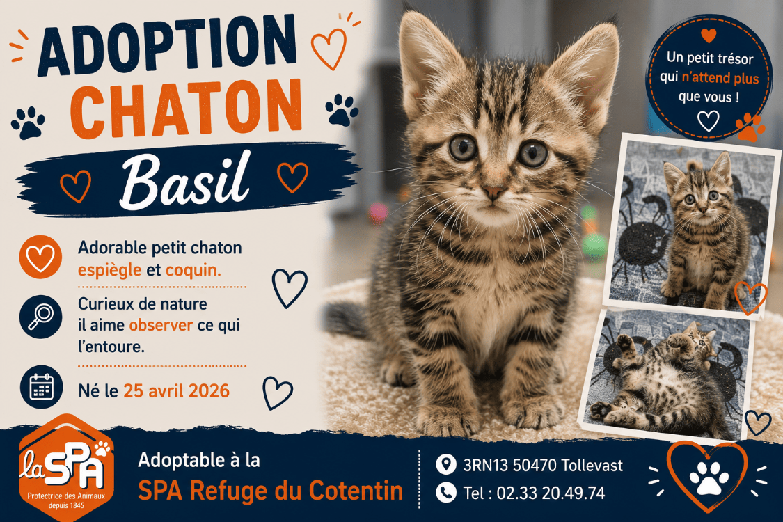 Animal à l'adoption