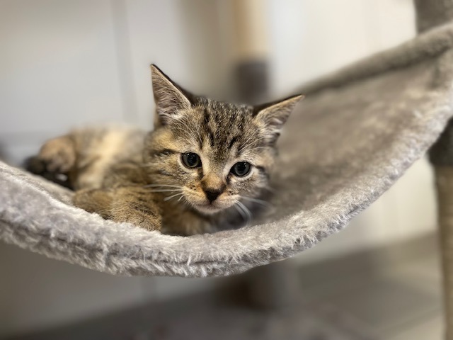 Animal à l'adoption