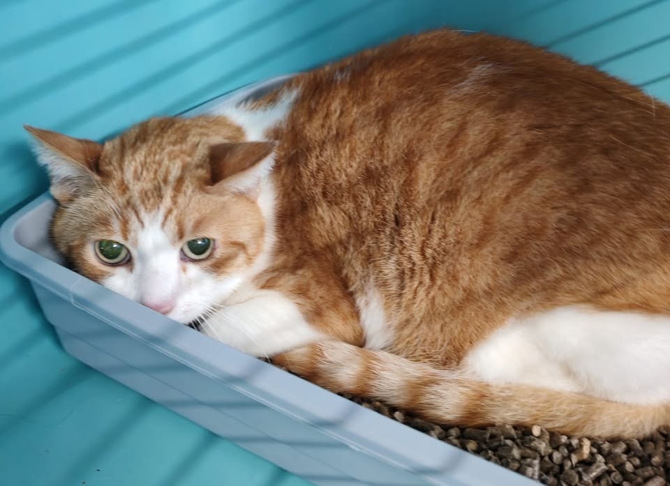 Animal à l'adoption