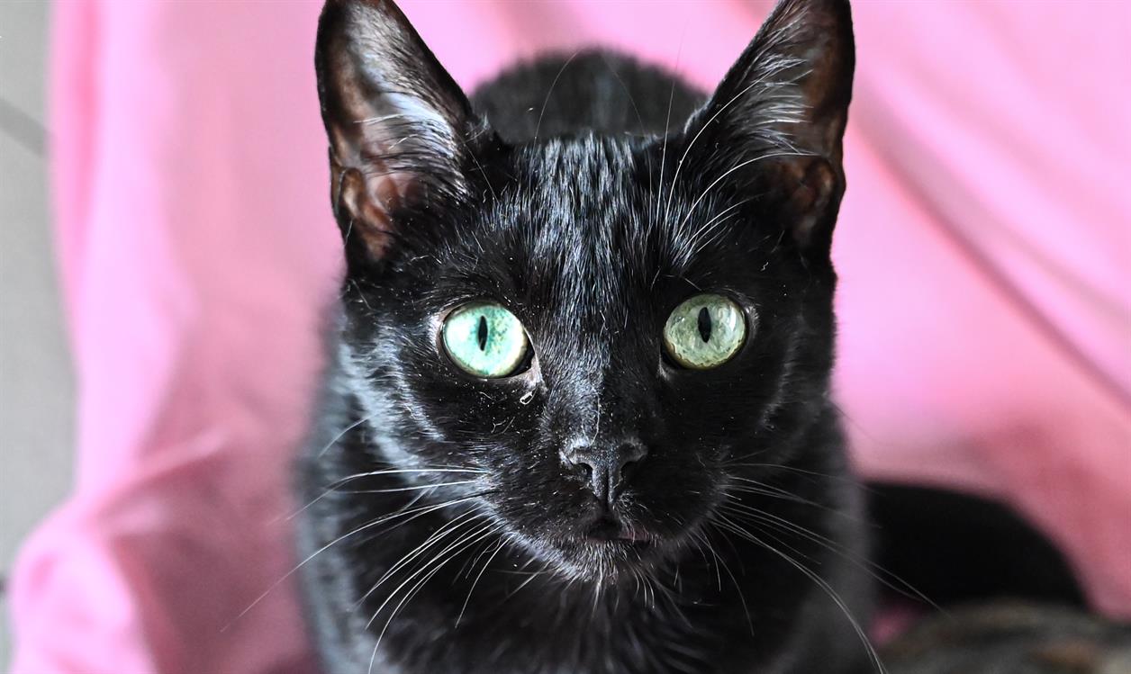 Bastet