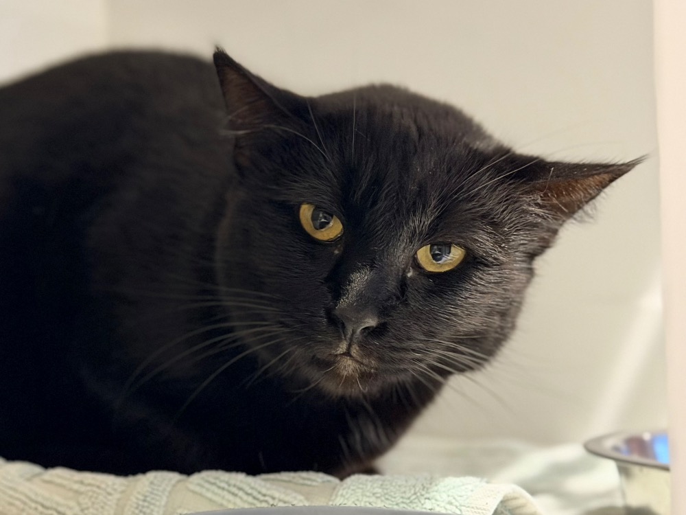 Photo de Bastet