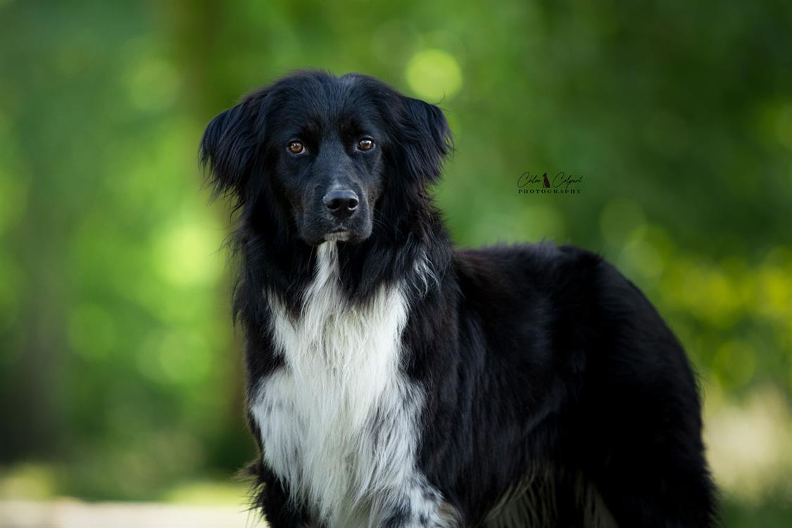 Animal à l'adoption