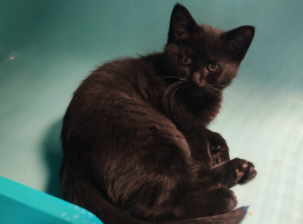 Animal à l'adoption
