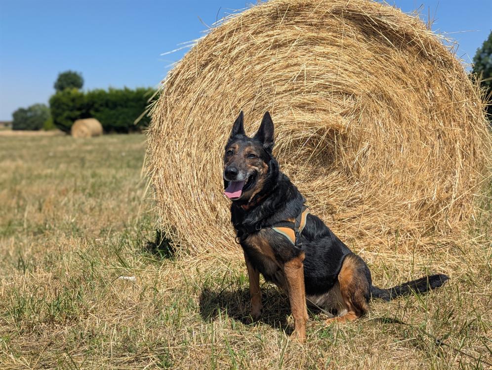 Animal à l'adoption