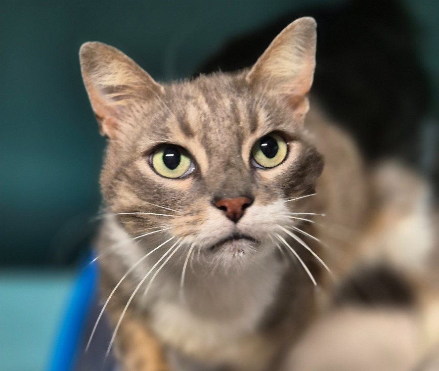 Animal à l'adoption