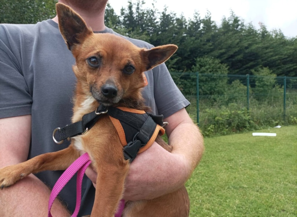 Animal à l'adoption