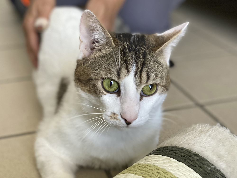 Animal à l'adoption