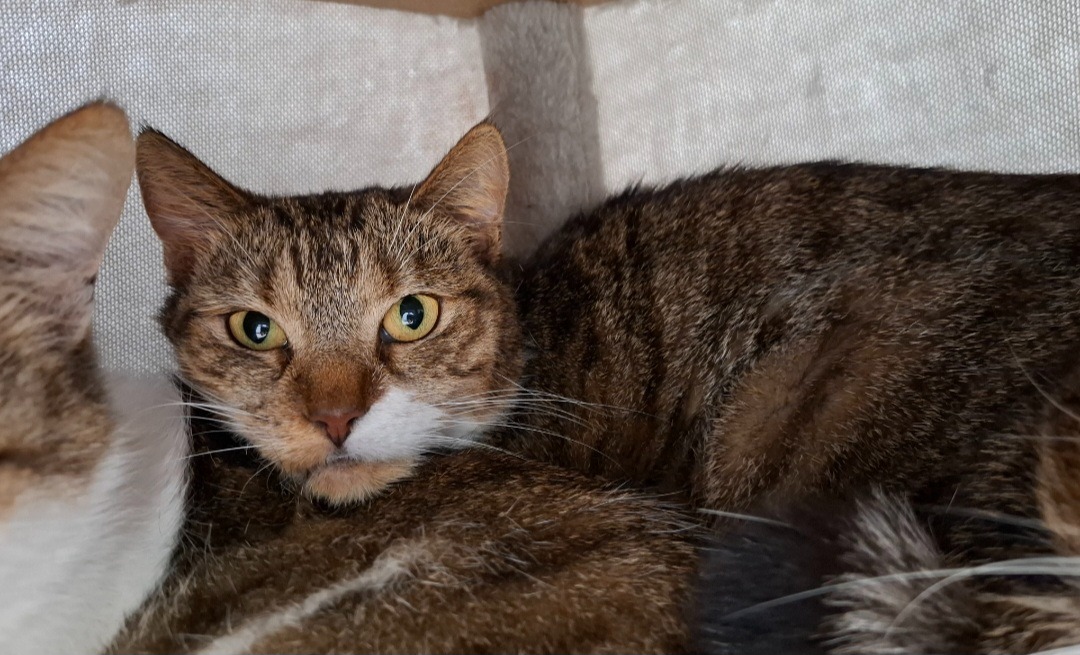 Animal à l'adoption