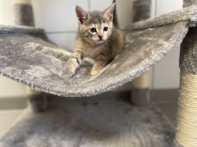 Animal à l'adoption