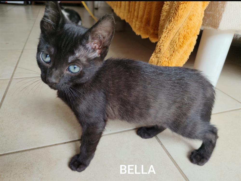 Animal à l'adoption