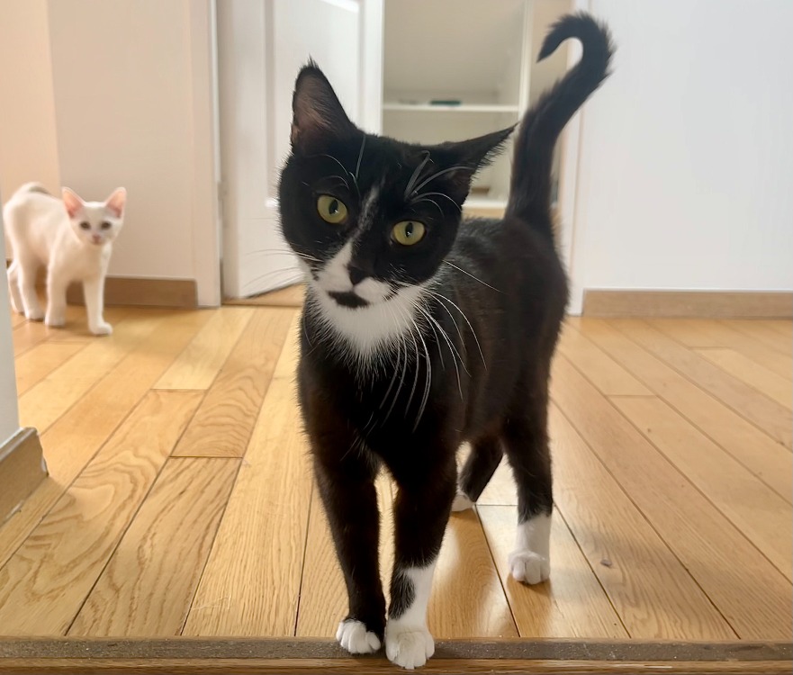 Animal à l'adoption