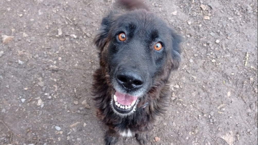 Animal à l'adoption