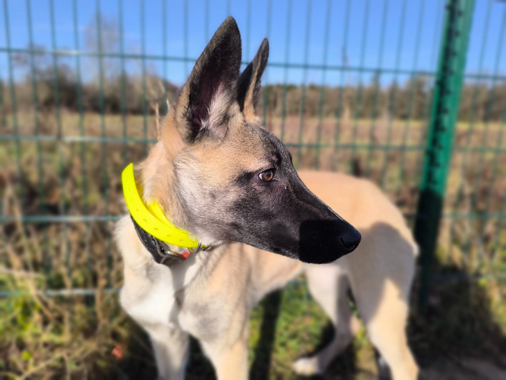 Animal à l'adoption