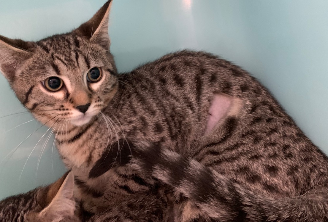 Animal à l'adoption