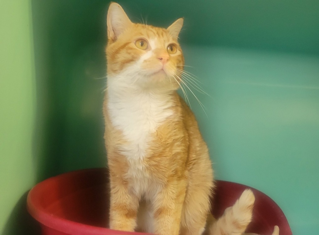 Animal à l'adoption