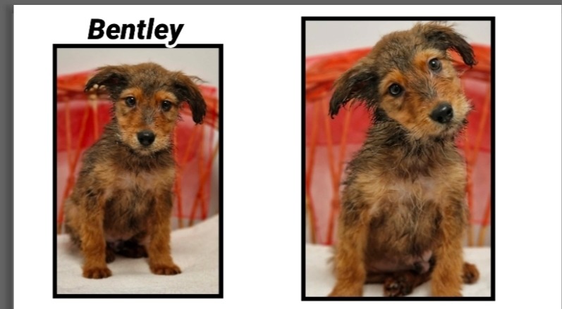 Animal à l'adoption
