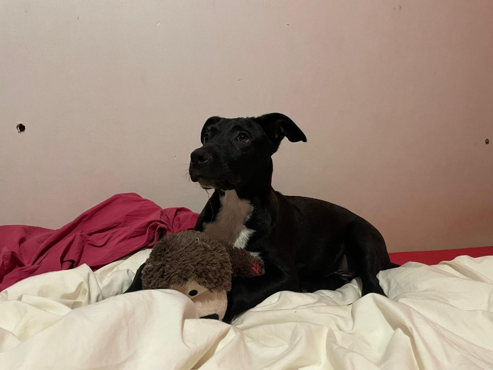 Animal à l'adoption