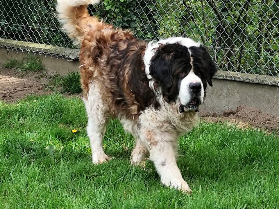 Animal à l'adoption