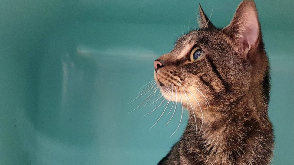 Animal à l'adoption