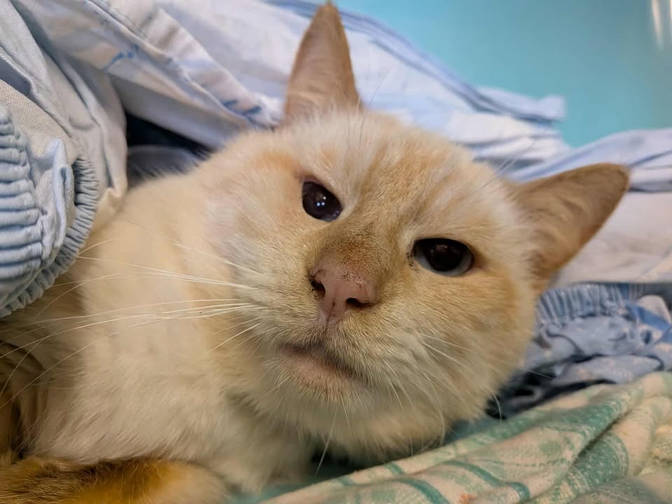 Animal à l'adoption