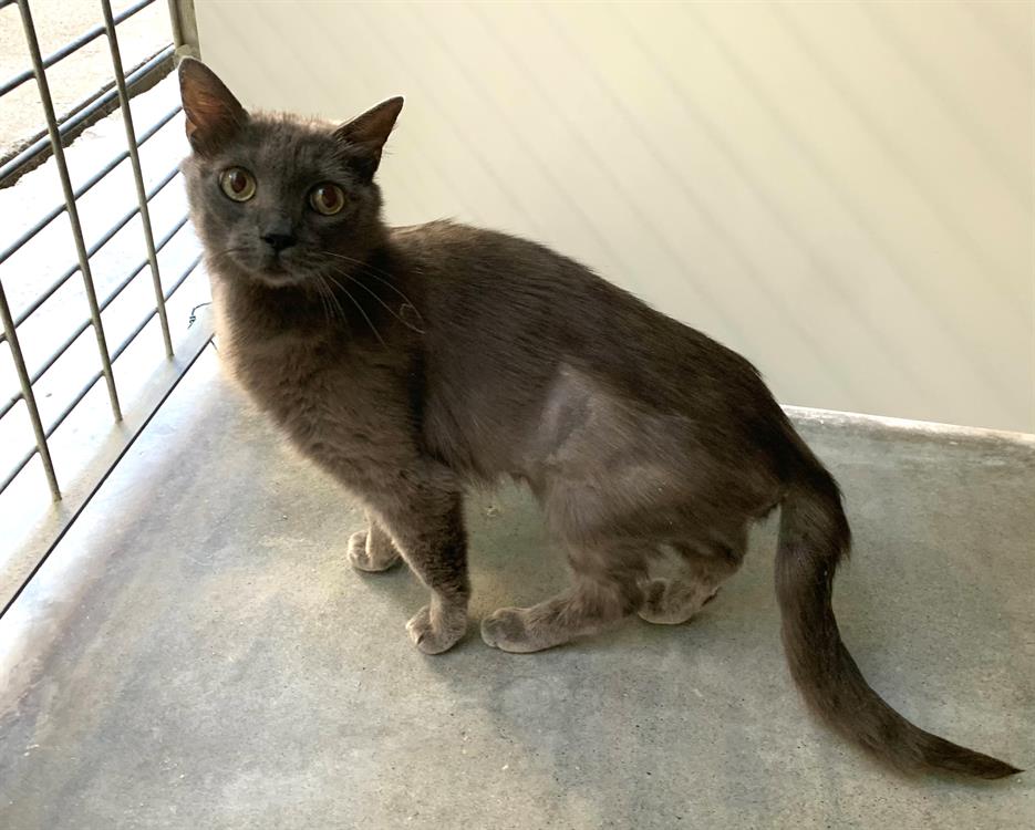 Animal à l'adoption