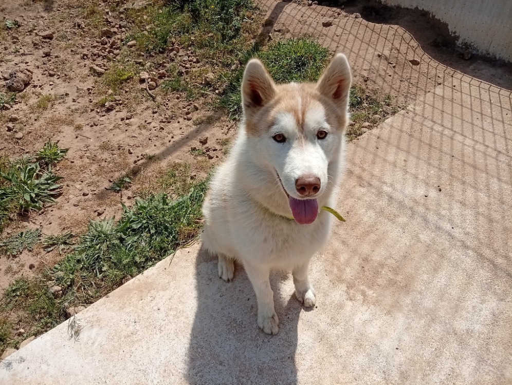 Animal à l'adoption