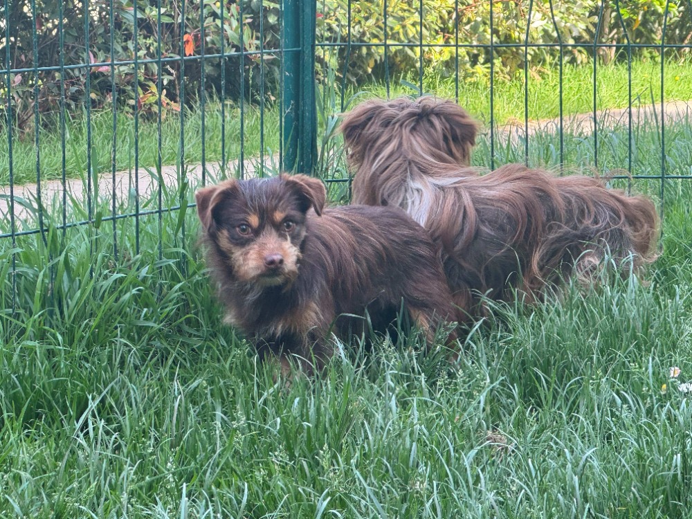 Animal à l'adoption