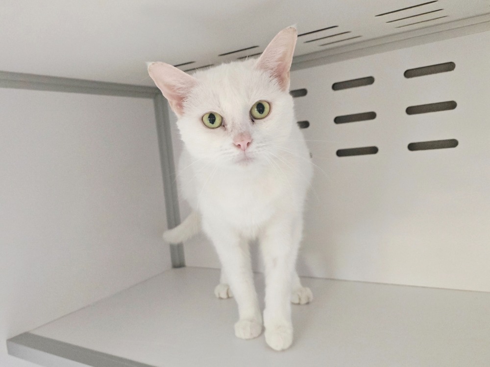 Animal à l'adoption