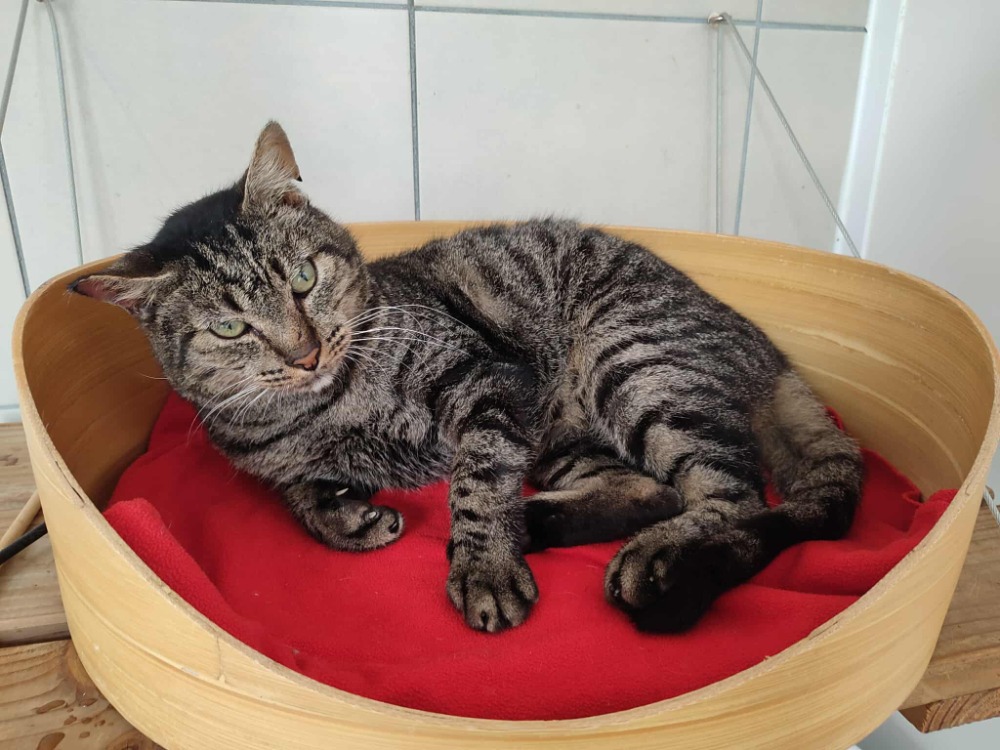 Animal à l'adoption