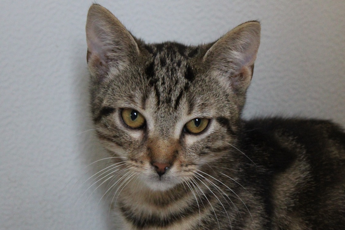 Animal à l'adoption