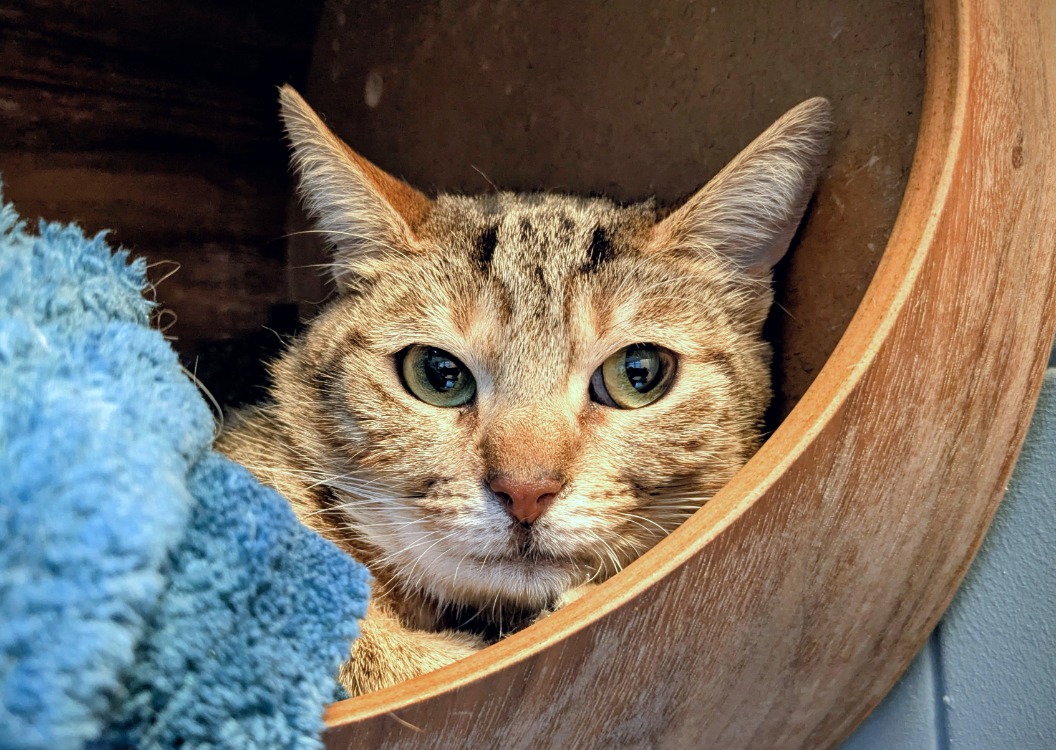 Animal à l'adoption