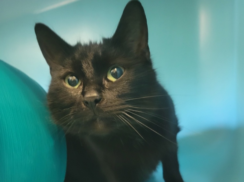 Animal à l'adoption
