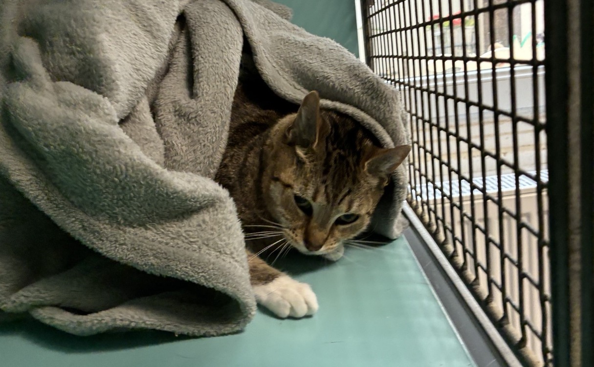 Animal à l'adoption