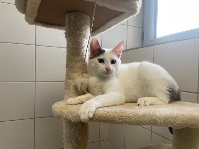 Animal à l'adoption
