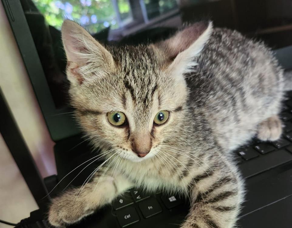 Animal à l'adoption