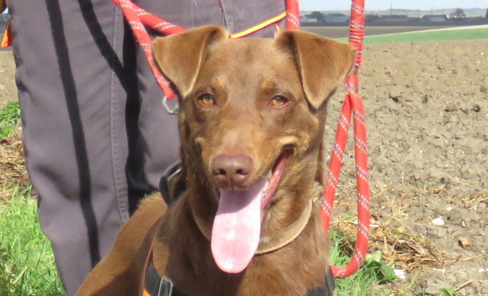 Animal à l'adoption