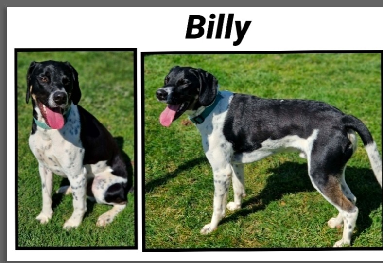 Animal à l'adoption