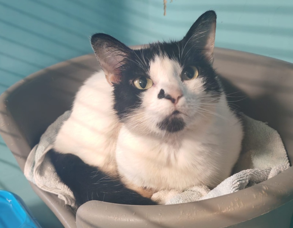 Animal à l'adoption
