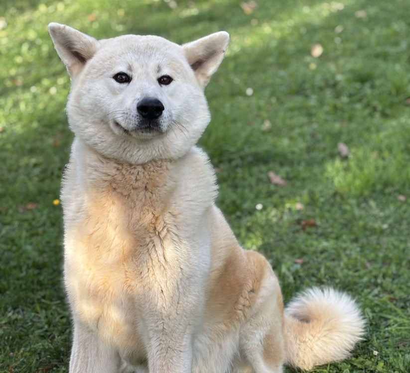 Animal à l'adoption