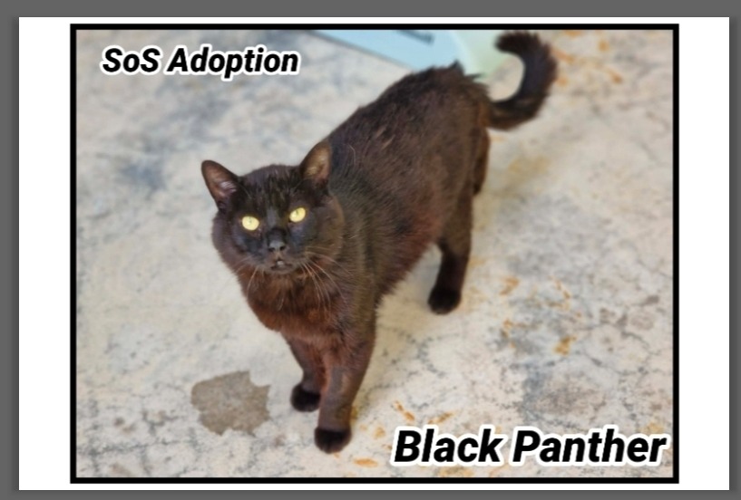 Black panther