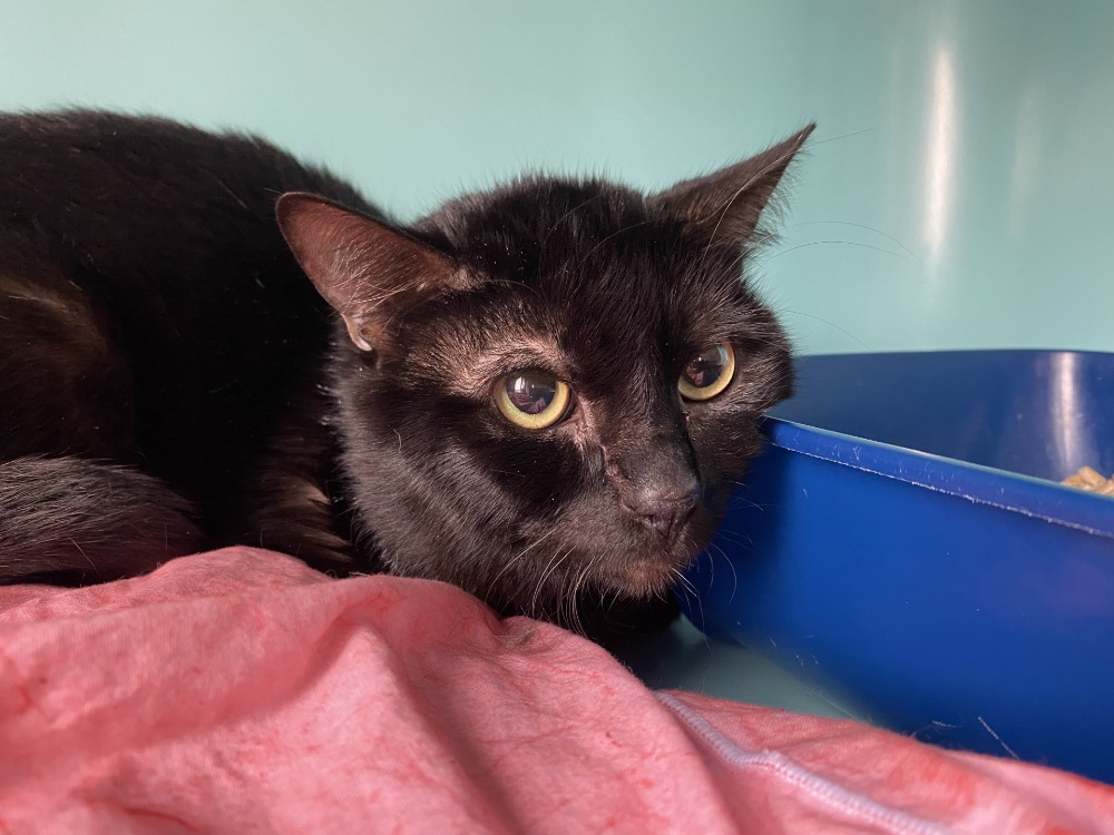 Animal à l'adoption