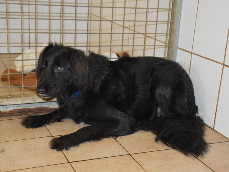 Photo de Blacky chao