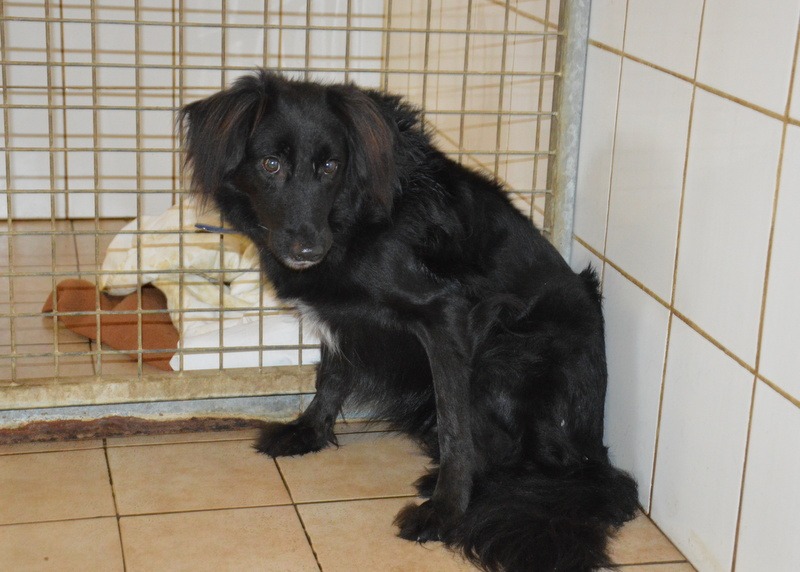 Photo de Blacky chao