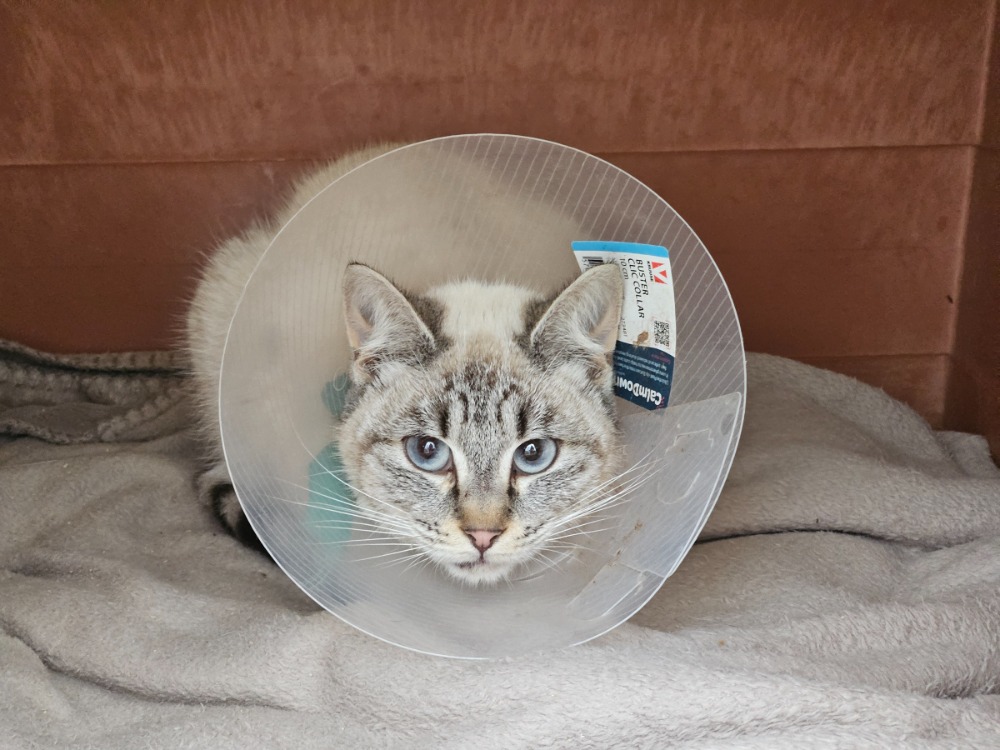 Animal à l'adoption
