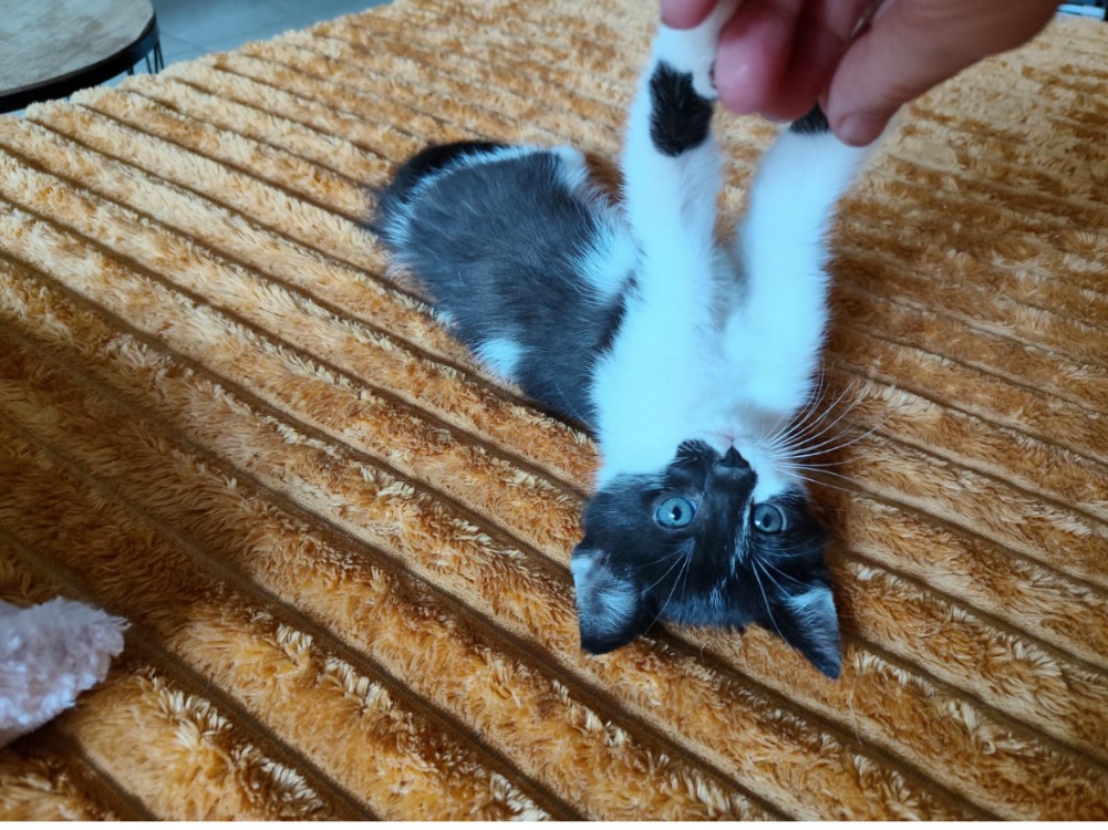 Blu