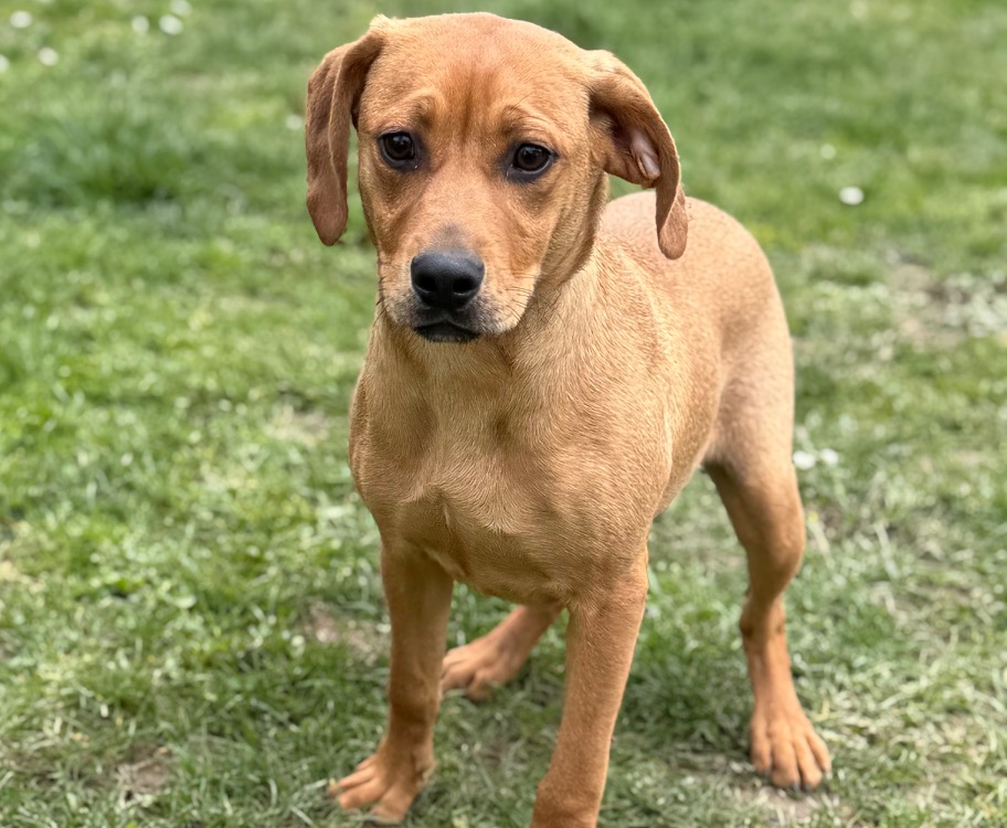 Animal à l'adoption