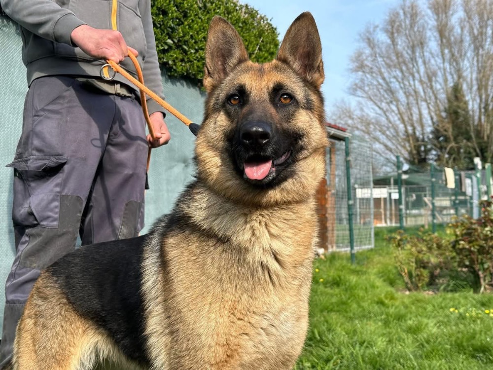 Animal à l'adoption